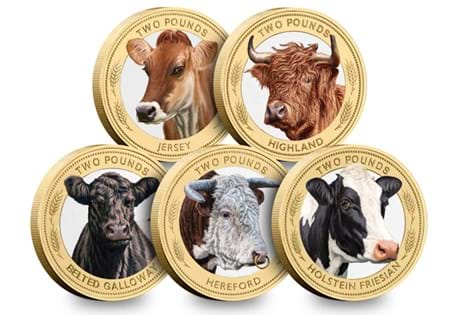Celebrate British farming with five vividly coloured £2 coins, each showcasing an iconic cattle breed. Struck to a Brilliant Uncirculated condition and presented in a bespoke display pack.