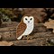 Owl Lifestyle4 (1)