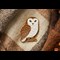 Owl Lifestyle 3