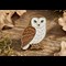 Owl Lifestyle 1